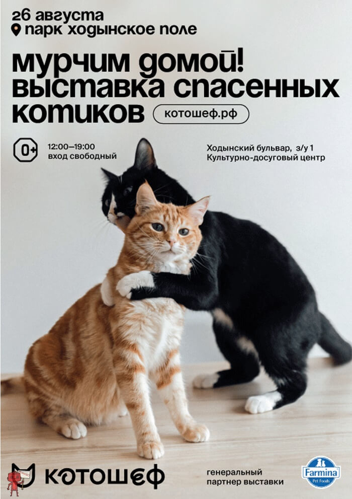 Выставка спасенных котиков "Мурчим домой!"